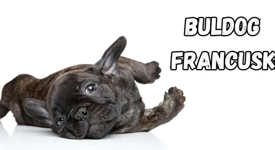 Uroczy buldog francuski leży na plecach, wyciągając łapki.