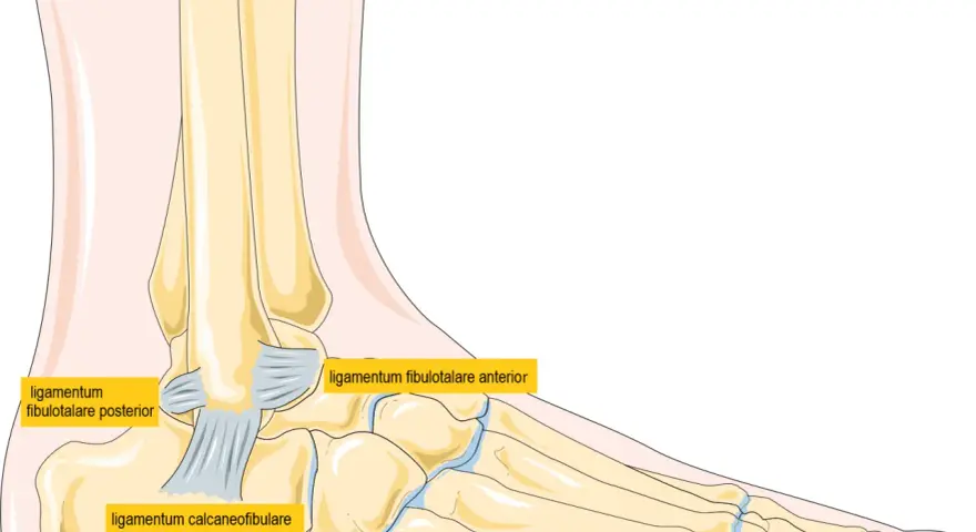 Illustration av fotens ledband: ligamentum fibulotalare posterior, ligamentum calcaneofibulare och ligamentum fibulotalare anterior.