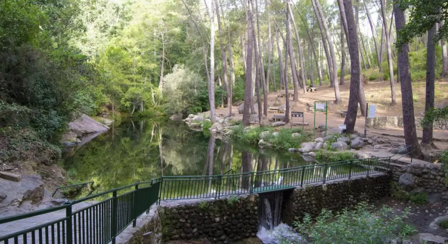 Un sereno camino de san pedro bordea un estanque rodeado de pinos. Un pequeño puente con una cascada conecta los senderos.
