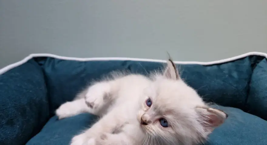 Uroczy kociak rasy ragdoll, jeszcze mały, leży na miękkim legowisku.