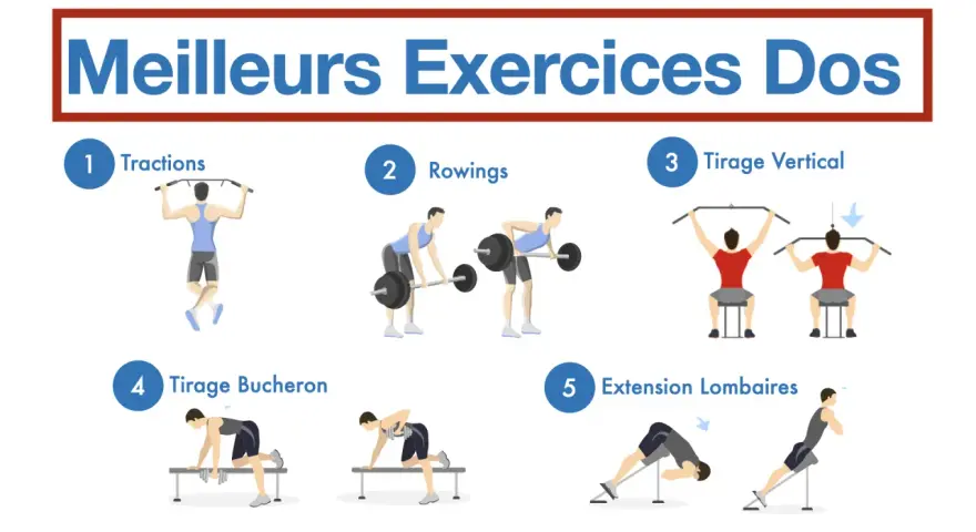 Illustration des meilleurs exercices pour le dos, incluant tractions, rowings, tirage vertical, tirage bûcheron et un exercice lombaire.