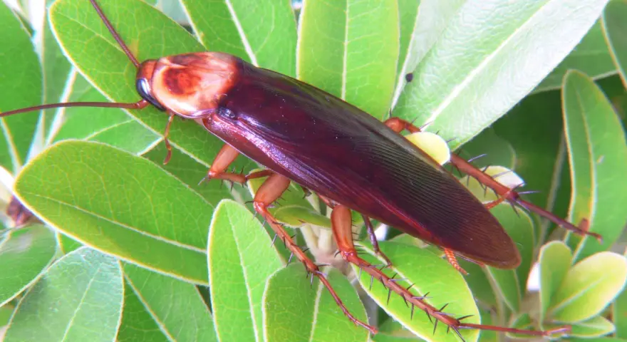 Una cucaracha americana de color marrón rojizo se posa sobre hojas verdes brillantes.