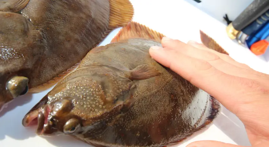 Zwei Plattfische liegen nebeneinander. Eine Hand berührt den einen Fisch. Hier wird der Unterschied zwischen Scholle und Flunder gezeigt.