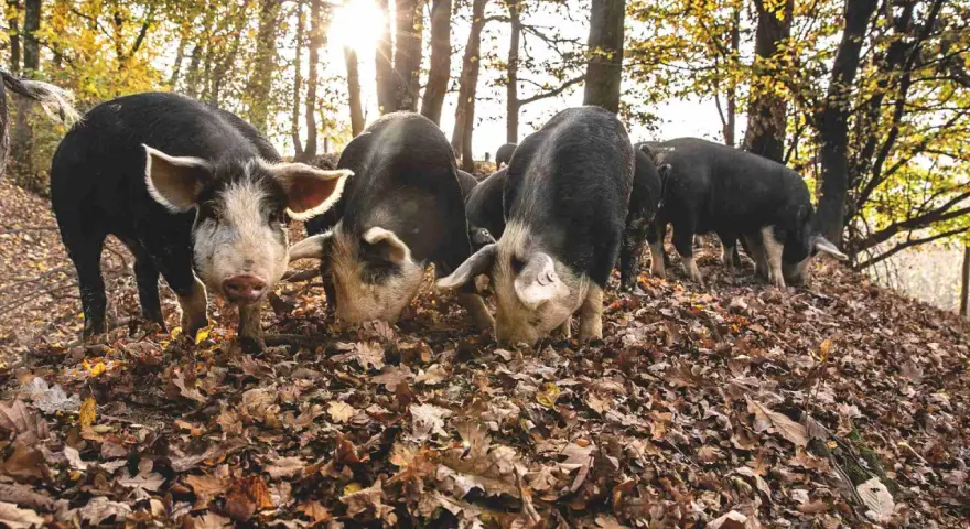 Un gruppo di suini, con il muso tra le foglie autunnali, cerca cibo nel bosco. Un maiale si volta verso l'obiettivo.