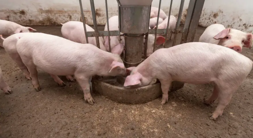 Maiali rosa si nutrono da una mangiatoia, mostrando quanto mangia un maiale al giorno.