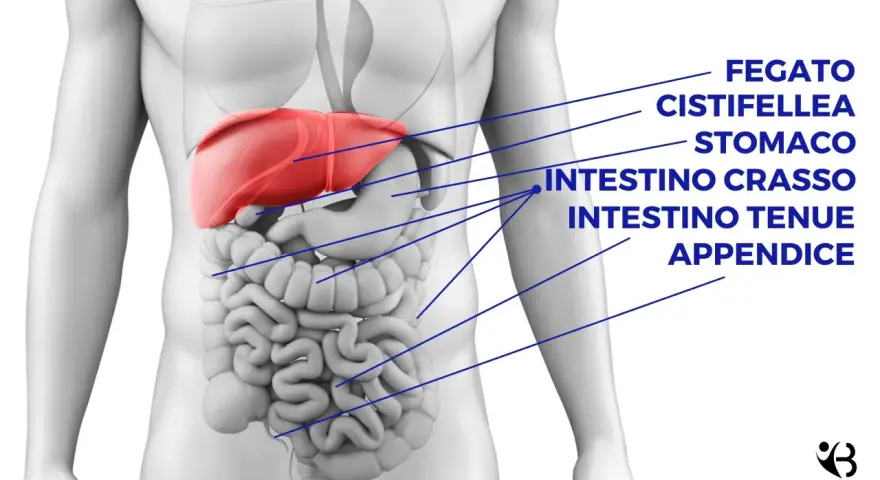 Anatomia umana: fegato, stomaco, intestino crasso e tenue. Cosa c'è sotto le costole a sinistra? L'intestino tenue e crasso.
