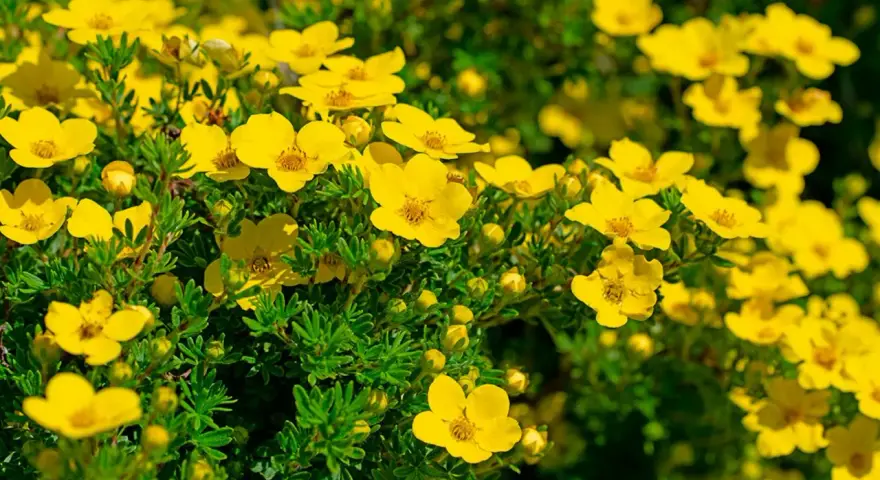 Buskar med intensivt gula blommor, som blommar rikligt under juli-augusti. De små, femtaliga blommorna lyser upp i det gröna.