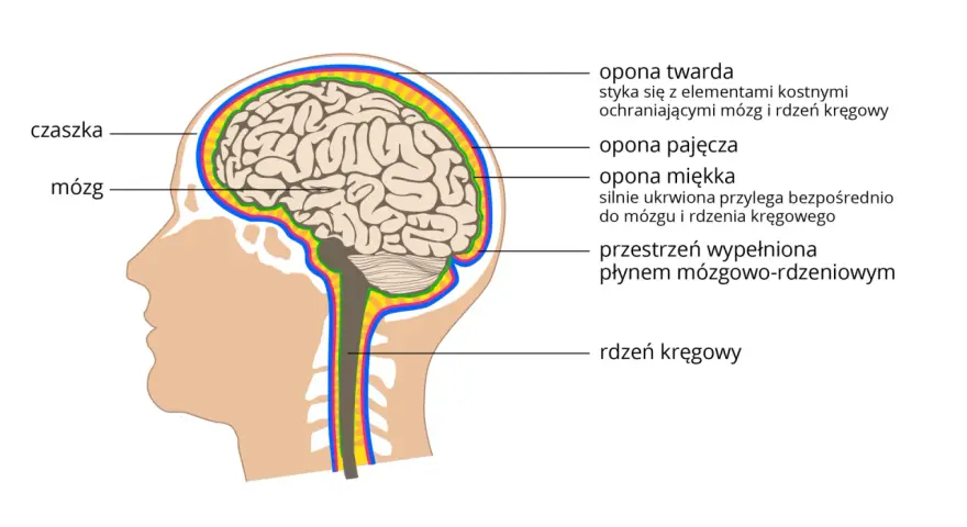 Przekrój ludzkiej głowy z mózgiem, czaszką i oponami mózgowymi.