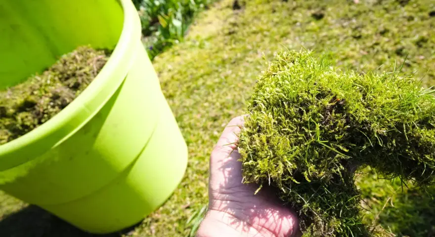 Ręka trzyma kępę mchu i trawy, przygotowując się do wrzucenia jej do zielonego pojemnika. To część procesu, jak pozbyć się mchu z trawnika.