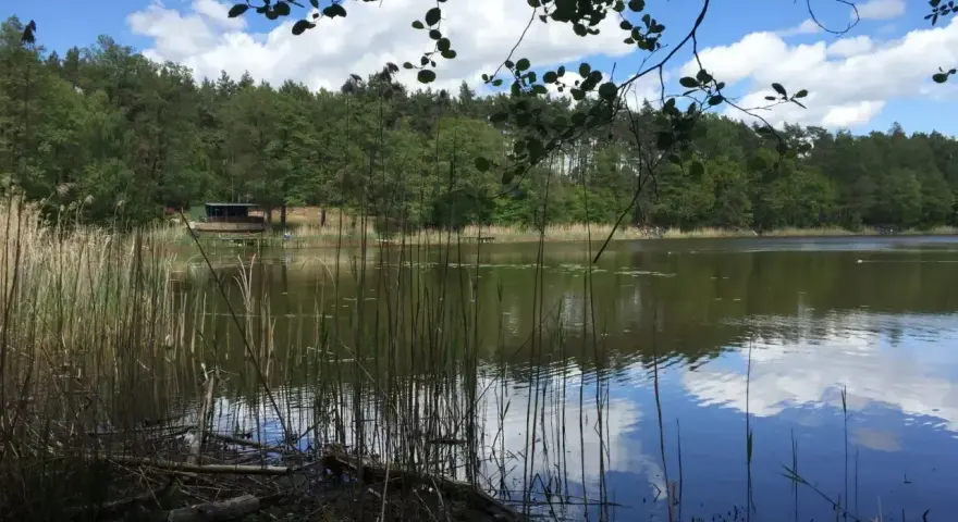Spokojne jezioro Tuczno otoczone lasem, z trzcinami na brzegu i odbijającymi się chmurami w wodzie.