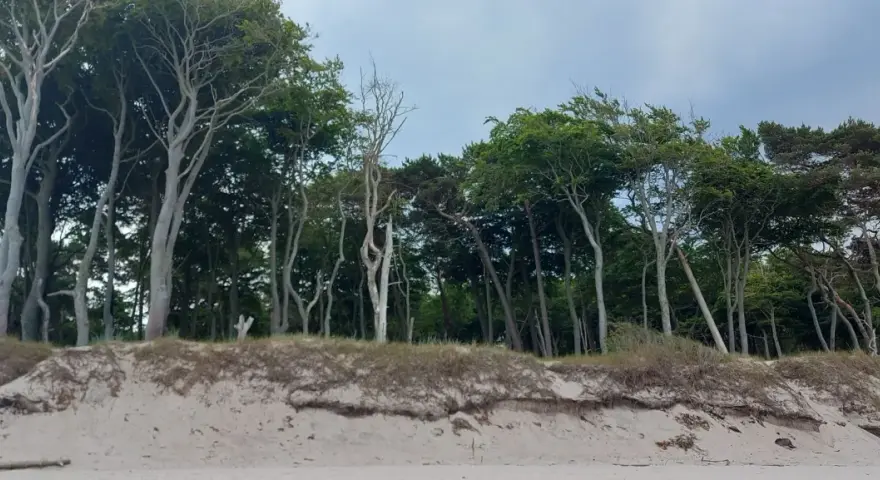 Windgebeugte Bäume am Strand von Prerow, ein echter Geheimtipp für Naturliebhaber. Sanddünen und dichter Wald bilden eine malerische Kulisse.