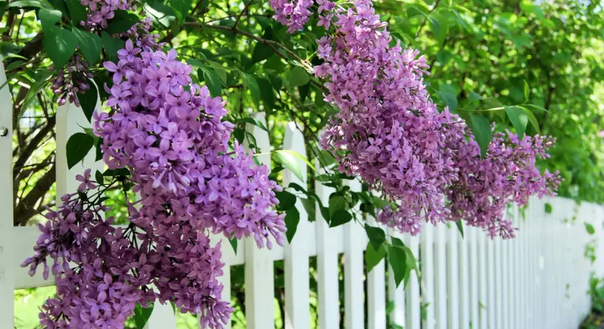 Lila syrenblommor hänger över ett vitt staket. Det är dags att beskära syrenen för att ge plats åt nya blommor.