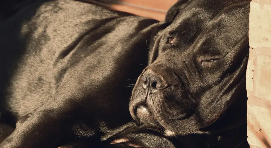 Czarny pies rasy Cane Corso, jeden z włoskich ras psów, odpoczywa w słońcu.