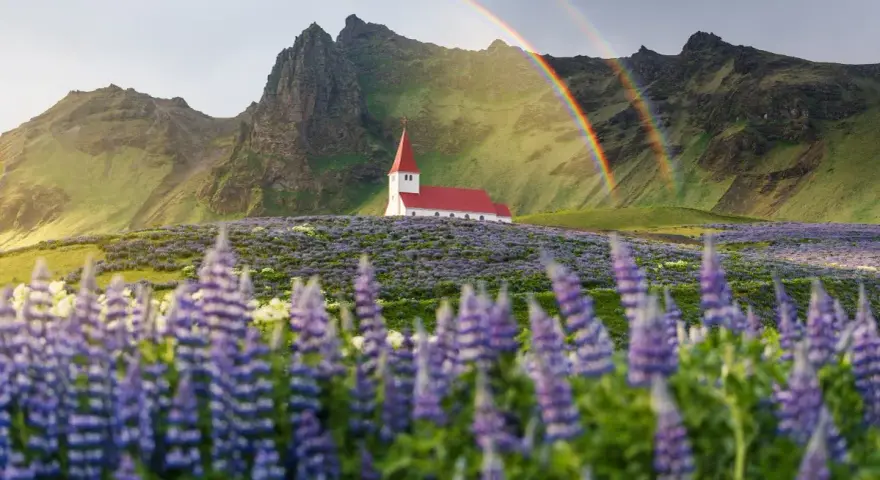 Kościół na Islandii pośród łubinów, z tęczą w tle. Piękne widoki, ale islandia ceny mogą zaskoczyć.