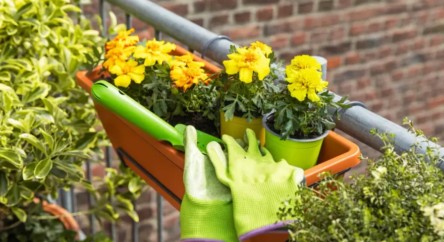 Balkonpflanzen sonne: Gelbe Blumen in einem orangen Kasten, bereit für die Pflege. Grüne Handschuhe und eine kleine Schaufel liegen daneben.
