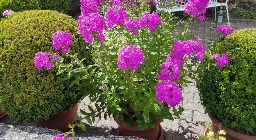 Ein üppiger **Phlox** blüht in leuchtendem Pink neben zwei perfekt geformten Buchsbäumen. Der sonnige **Standort** im Garten ist ideal für diese farbenfrohe Pracht.