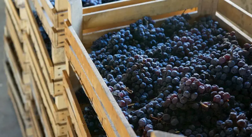 Drewniane skrzynie wypełnione ciemnymi winogronami, gotowe na produkcję wina. Prawidłowa pinot noir wymowa jest kluczem do docenienia tego szlachetnego trunku.
