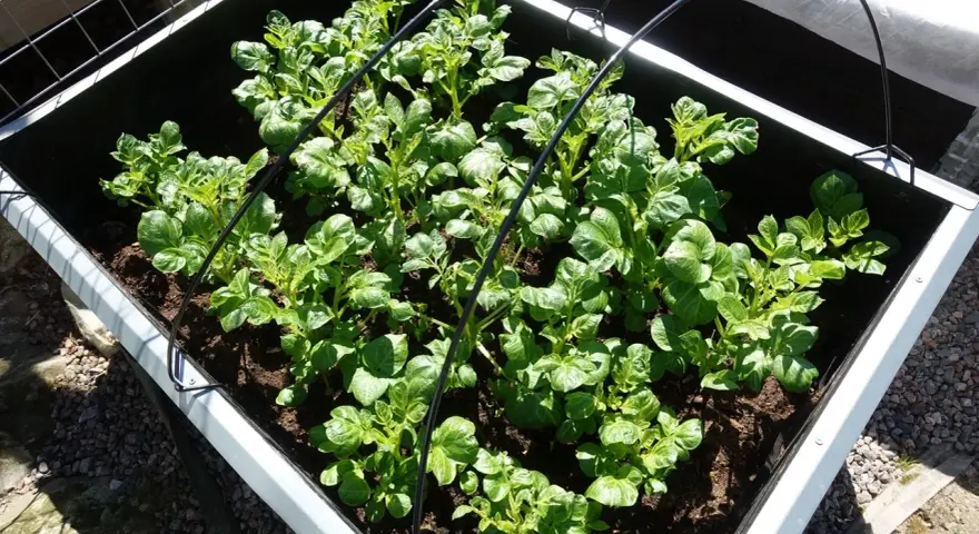 Gröna potatisplantor växer tätt i en pallkrage. Svårt att säga exakt hur många potatisar i en pallkrage, men många plantor ger hopp om god skörd.