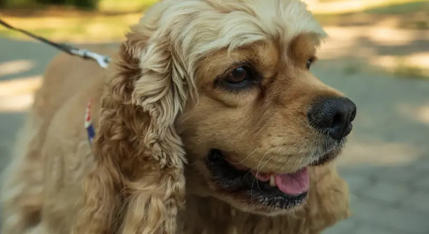 Uroczy cocker spaniel z długimi, falującymi uszami i błyszczącymi oczami, gotowy na spacer.