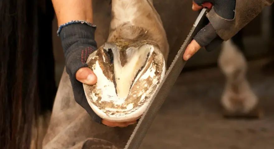 Un maréchal-ferrant lime la fourchette d'un cheval, s'assurant que le sabot est sain et sans pourriture.