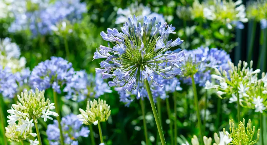 En närbild av en afrikas blå lilja med sina delikata, ljusblå blommor som sträcker sig mot himlen. I bakgrunden syns fler blommor och grönska.