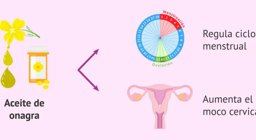 Aceite de onagra, que ayuda a regular el ciclo menstrual y aumenta el moco cervical.