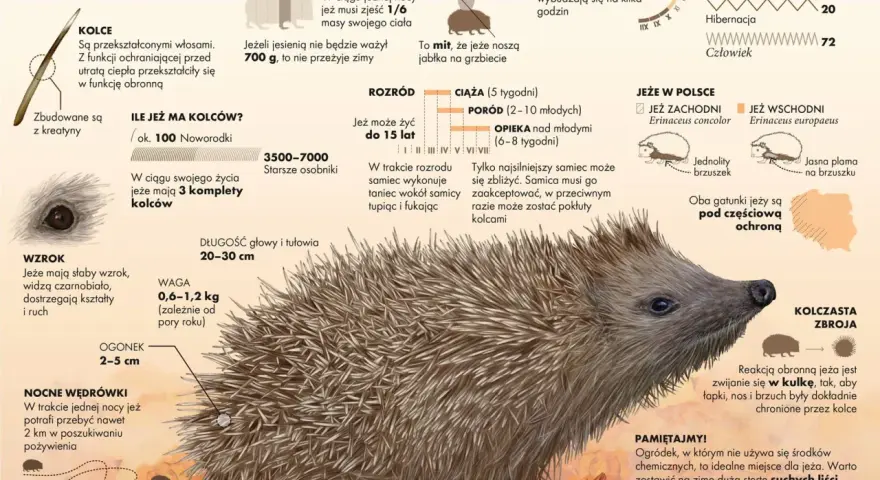 Jeże mają słaby wzrok? Poznaj ich zmysłowe supermoce!
