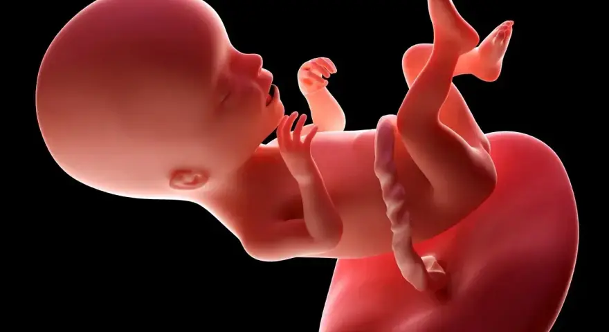 Płód w 17 tygodniu ciąży, z widocznymi rączkami, nóżkami i pępowiną. Rozwija się w łonie matki.