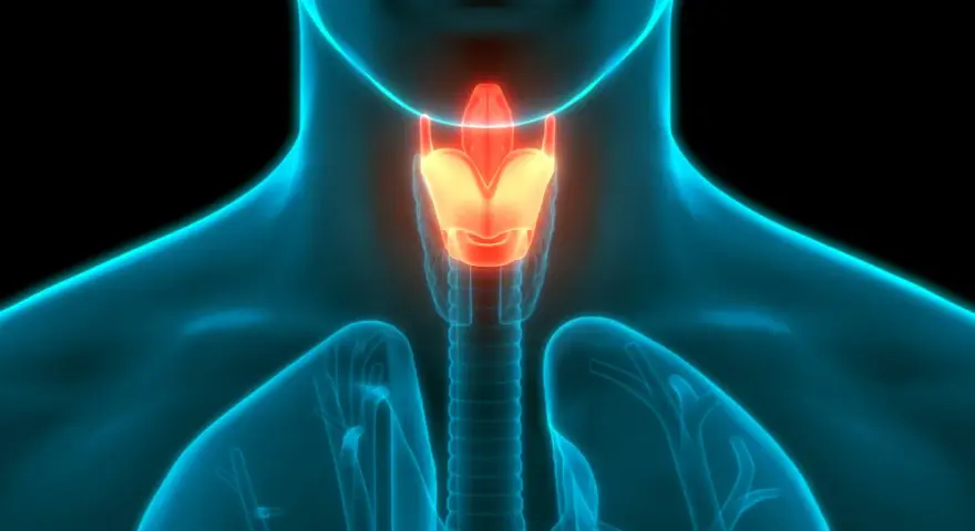 Anatomia krtani i tchawicy, podświetlone na czerwono.