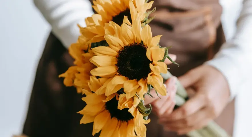 Manos sostienen un ramo de girasoles, flores que simbolizan la felicidad y la vitalidad.