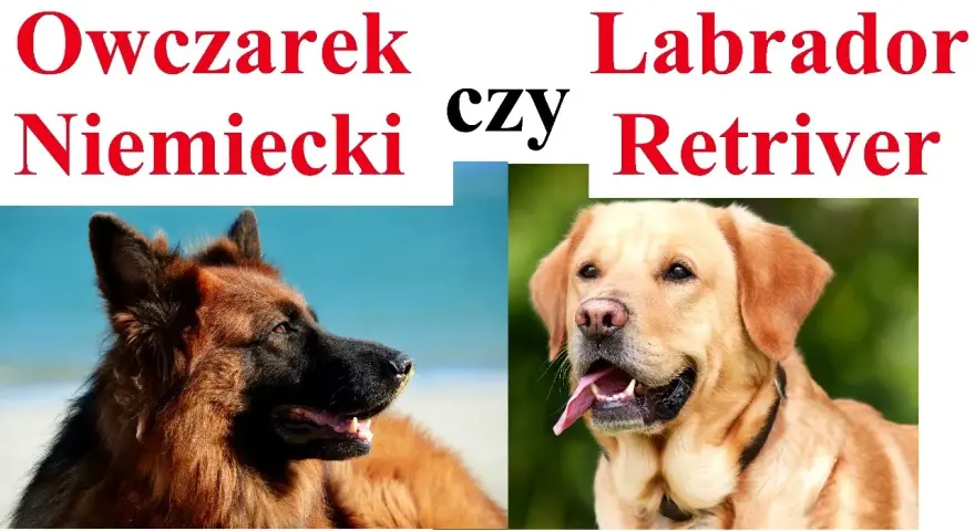 Labrador czy owczarek niemiecki: Która rasa lepiej pasuje do Ciebie?
