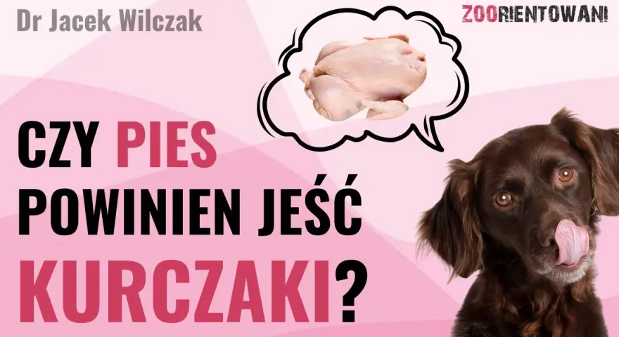 Czy pies może jeść kurczaka? Bezpieczne sposoby i zagrożenia