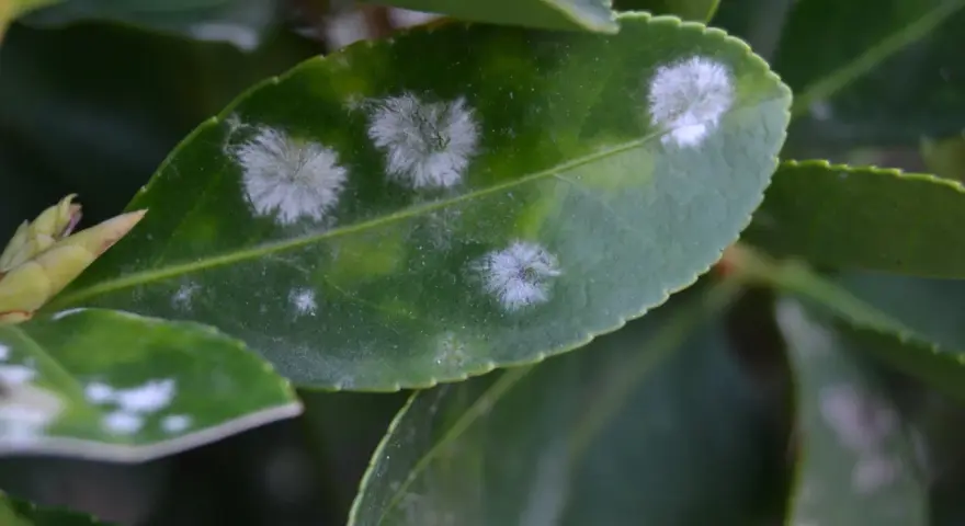 Hojas verdes con manchas blancas algodonosas, indicativo de oidio. Es hora de buscar un oidio tratamiento efectivo para salvar la planta.