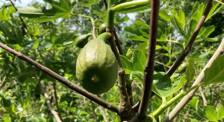 Ein grüner Feigenbaum mit einer reifenden Frucht. Der ideale **Feigenbaum Standort** ist sonnig und geschützt.