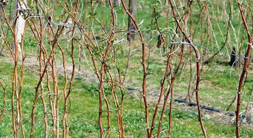 Jakie nawozy pod maliny jesienne na wiosnę poprawią plonowanie?