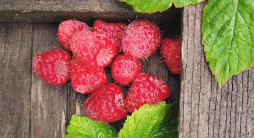 Färska hallon från en hallonbuske i kruka ligger i en träkista, omgivna av gröna blad.