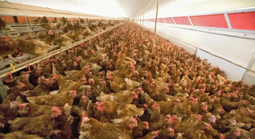 A large flock of brown chickens with red combs are crowded together in a long, brightly lit barn.
