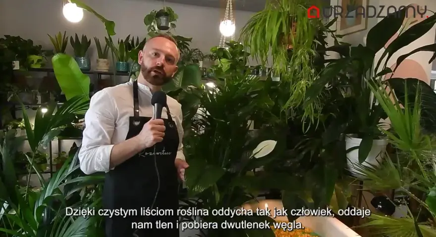Mężczyzna w fartuchu mówi o roślinach, wśród nich jest kwiat radermachera. Rośliny produkują tlen.