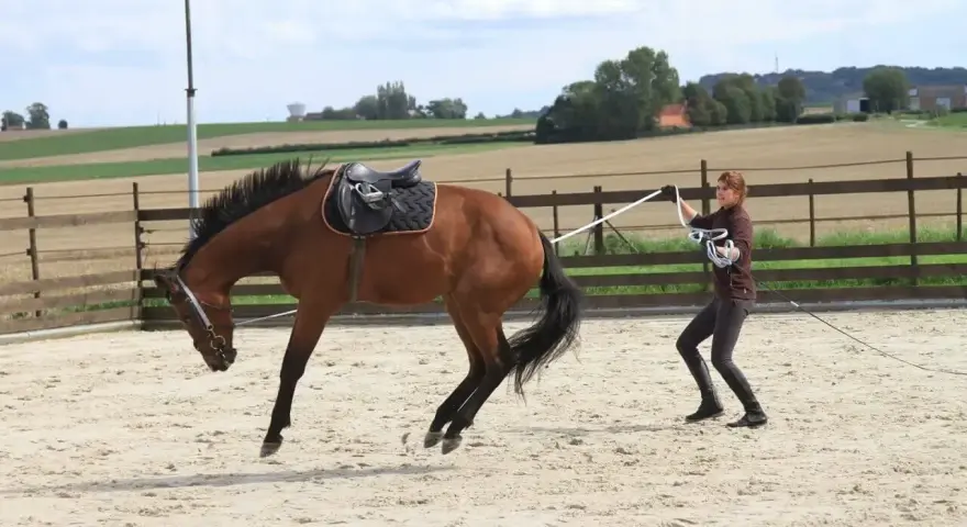 Une femme apprend à débourrer un cheval dans une carrière sablonneuse. Le cheval, sellé, semble réagir vivement.