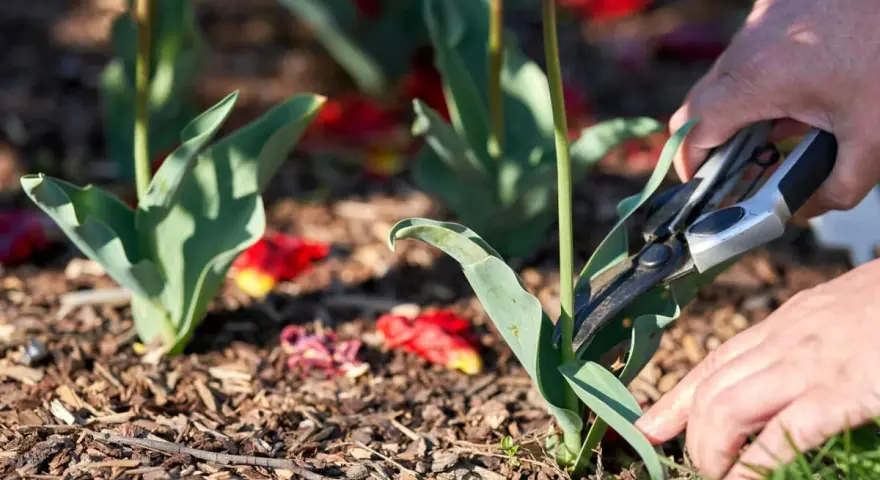 Hände schneiden mit einer Gartenschere die Blätter von Tulpen ab.