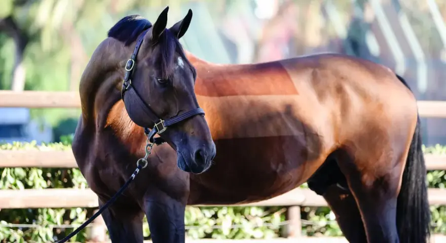 Un cheval brun avec une étrange coupe de poils, comme un motif rayé, semble attendre un united touch s.