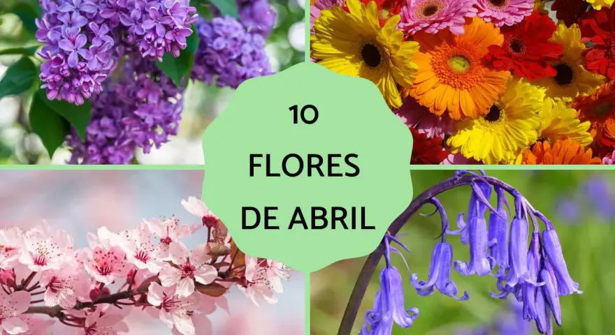 Cuatro imágenes de flores: lilas moradas, gerberas de colores, cerezo en flor y jacintos de los bosques. Un collage que celebra las flores de abril.