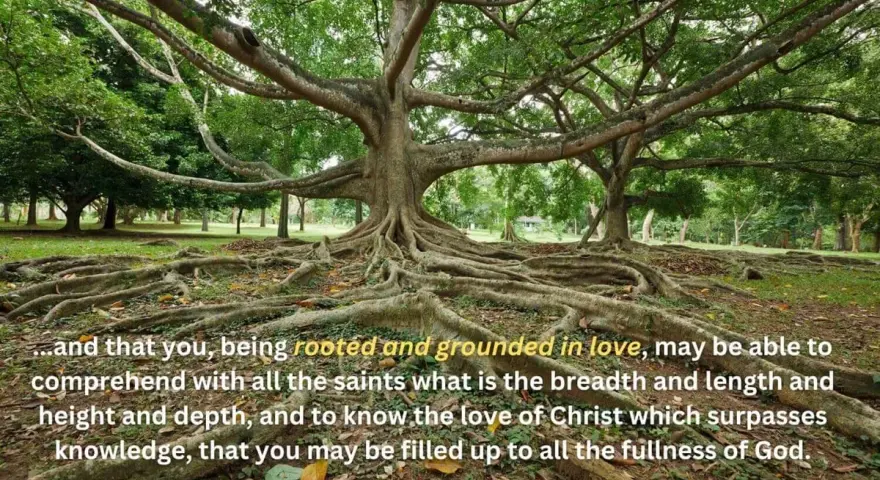 A massive tree with exposed roots, symbolizing why church on Sunday helps us be rooted and grounded in love.