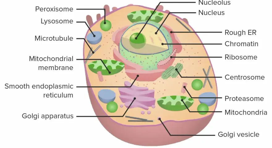 Schematische Darstellung einer eukaryoten Zelle mit Zellkern, Mitochondrien, ER und Golgi-Apparat.