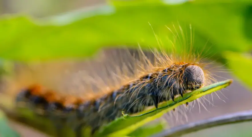Oruga peluda, una oruga procesionaria, se arrastra sobre una hoja verde.