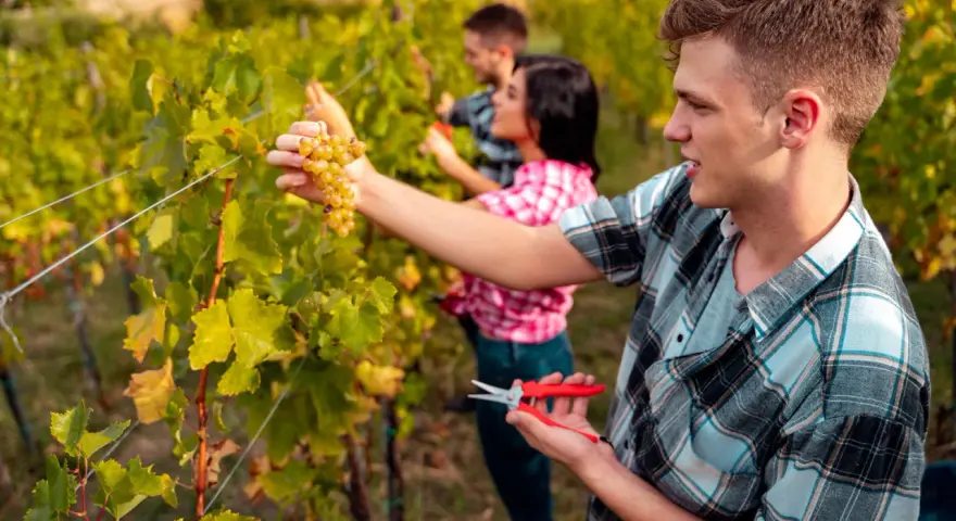 Junge Saisonarbeiter in der Landwirtschaft ernten Trauben im Weinberg.