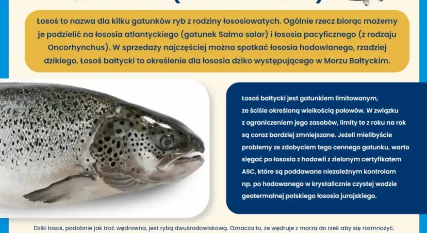 Łosoś bałtycki, cenny gatunek ryby, wędruje z morza do rzek. Poznaj jakie ryby żyją w Bałtyku i jak chronić łososia.