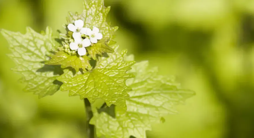Ein zartes Knoblauchkraut mit kleinen weißen Blüten und gezackten, hellgrünen Blättern vor unscharfem, grünem Hintergrund.