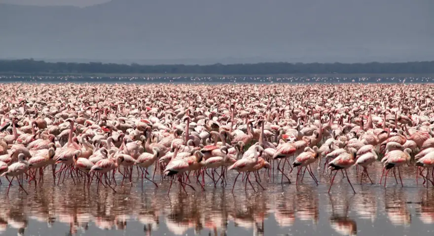 Tysiące różowych flamingów na jeziorze Nakuru, tworzących różowy dywan na wodzie.