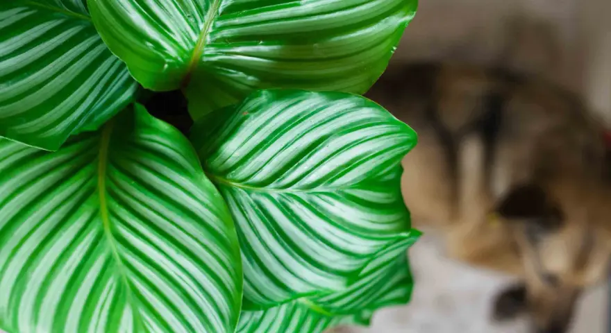 Zielone liście kwiatu Calathea z białymi pasami, w tle rozmyty pies.